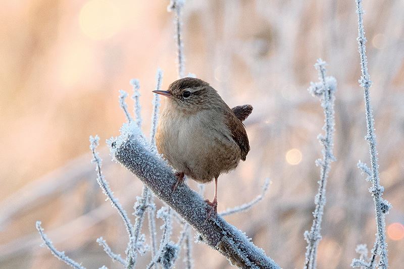 Vogelbescherming Nederland bestaat sinds 1899 en is in Nederland de organisatie voor de bescherming van alle wilde vogels en hun leefgebieden.