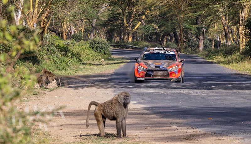 Een onverwachte ontmoeting in de Safari Rally Kenia.